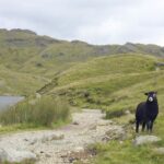 Lakeland 100